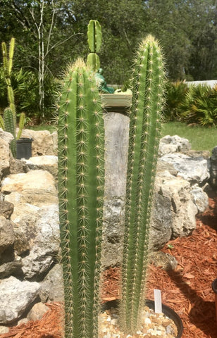 Pilosocereus robinii Florida Native Endangered Cactus RARE Key Tree Cactus Florida sales only - Paradise Found Nursery