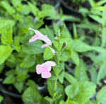 Pink Tropical Sage | Salvia coccinea | Florida Native Wildflower Perennial | Pollinator Plant - Paradise Found Nursery