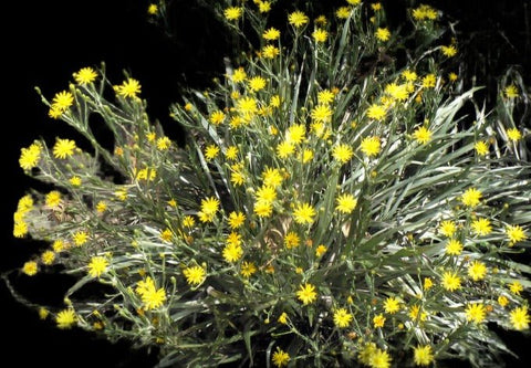 Pityopsis graminifolia | Silk Grass | Florida Native Scrub Wildflower - Paradise Found Nursery