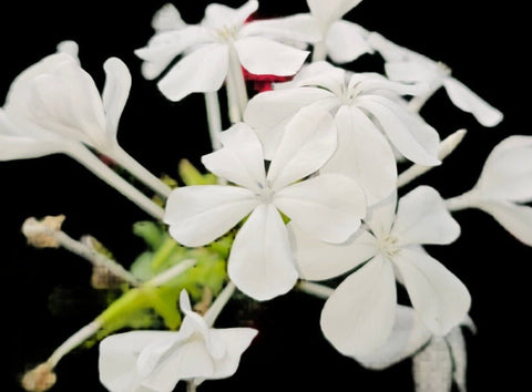 Plumbago zeylanica | White Florida Native Plumbago | Flowering Landscape Shrub - Paradise Found Nursery