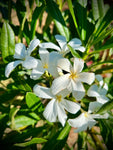 Plumeria cubensis | Rare Cuban Frangipani | Rooted Cuttings - Paradise Found Nursery