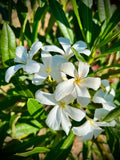 Plumeria cubensis | Rare Cuban Frangipani | Rooted Cuttings - Paradise Found Nursery