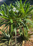 Plumeria cubensis | Rare Cuban Frangipani | Rooted Cuttings - Paradise Found Nursery