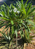 Plumeria cubensis | Rare Cuban Frangipani | Rooted Cuttings - Paradise Found Nursery