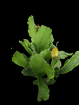 Rhipsalis pachyptera | Epiphytic Jungle Cactus | Hanging basket plant - Paradise Found Nursery