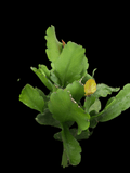Rhipsalis pachyptera | Epiphytic Jungle Cactus | Hanging basket plant - Paradise Found Nursery