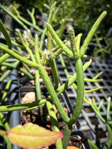 Rhipsalis teres ssp heteroclada | Epiphytic Jungle Cactus - Paradise Found Nursery