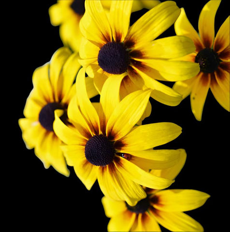 Black Eyed Susan | Rudbeckia hirta v floridana | Florida Native Pollinator Aster