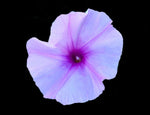 Salt Marsh Morning Glory | Ipomoea sagittata | Florida Native Flowering Vine - Paradise Found Nursery