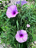 Salt Marsh Morning Glory | Ipomoea sagittata | Florida Native Flowering Vine - Paradise Found Nursery