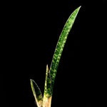 Sansevieria 'Leopard Bat' fischeri x raffillii - Paradise Found Nursery