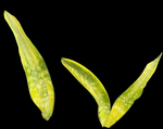 Sansevieria metallica YELLOW variegated Rare Dracaena - Paradise Found Nursery