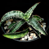 Sansevieria Modern Stripe Indonesia - Paradise Found Nursery