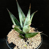 Sansevieria pinguicula Exact plant - Paradise Found Nursery