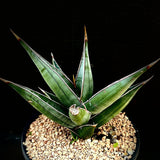 Sansevieria pinguicula Exact plant - Paradise Found Nursery