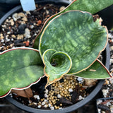 Sansevieria sp Mafinga Tanzania #90 1 gallon - Paradise Found Nursery