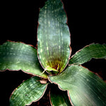 Sansevieria ‘Watermark’ 1 gallon Specimen Size or 5” Pots - Paradise Found Nursery