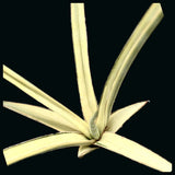 Sansevieria White Strongly Variegated Royal Crown Rare Dracaena Hybrid - Paradise Found Nursery