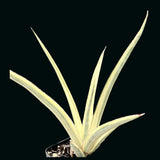 Sansevieria White Strongly Variegated Royal Crown Rare Dracaena Hybrid - Paradise Found Nursery