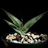 Sansevieria Xaskul Lav 23395 Johannesburg South Africa - Paradise Found Nursery