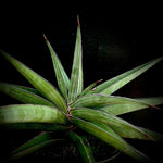 Sansevieria Xaskul Lav 23395 Johannesburg South Africa - Paradise Found Nursery