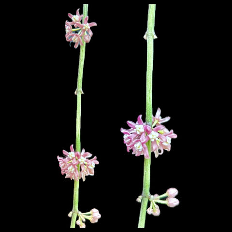 Sarcostemma (cynanchum) vanlessenii | Pink Flowers | Hanging Basket Milkweed - Paradise Found Nursery