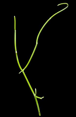 Sarcostemma viminale ssp crassicaule Rare Cynanchum Type Milkweed Family - Paradise Found Nursery