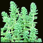 Sedum diffusum | Miniature Blue Rosette Creeping Succulent - Paradise Found Nursery