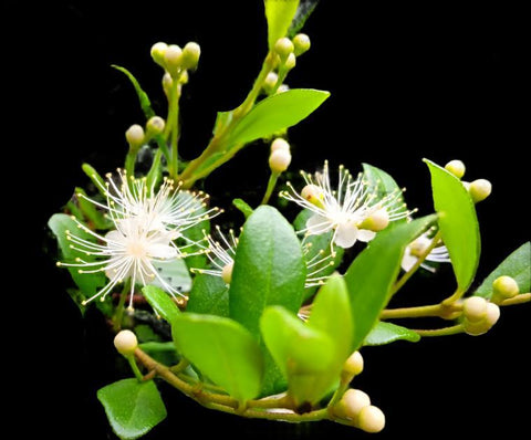 Simpson's Stopper | Myrcianthes fragrans | Florida Native Flowering Shrub | Seed Grown 4” Pots