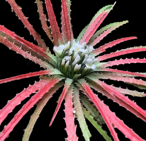 Sincoraea rafaelii (syn Orthophytum) | Rare Terrestrial Bromeliad - Paradise Found Nursery