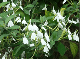 Snake Jasmine | Rhinacanthus nasutus | Herbal & Medicinal Plant - Paradise Found Nursery