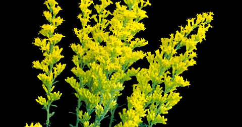 Solidago odora v chapmanii | Chapman's Goldenrod | Florida Native Scrub Wildflower - Paradise Found Nursery
