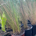 Spartina patens | Saltmeadow Cord Grass | Salt Tolerant Beach Native - Paradise Found Nursery