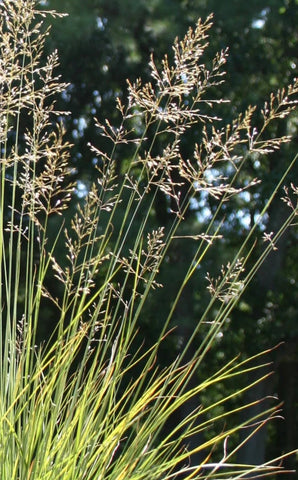 Pineywoods Dropseed | Sporobolus junceus | Florida & USA Native Bunch Grass