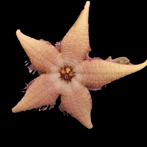 Stapelia schinzii Carrion Flower Asclepiad - Paradise Found Nursery