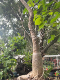 Sterculia quinqueloba Bonsai Grows Big Caudex - Paradise Found Nursery