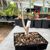 Sterculia quinqueloba Bonsai Grows Big Caudex - Paradise Found Nursery