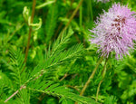 Sunshine Mimosa | Mimosa strigillosa | Dwarf Sensitive Plant | Florida Native Groundcover - Paradise Found Nursery