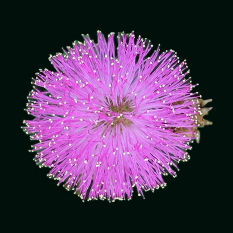 Sunshine Mimosa | Mimosa strigillosa | Dwarf Sensitive Plant | Florida Native Groundcover - Paradise Found Nursery