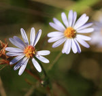 Bahama Aster | Symphyotrichum bahamense | Florida Native Wildflower