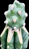 Tephrocactus molinensis | Grafted Plants On Trichocereus Pachanoi