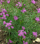 Narrow Leaf Ironweed Florida Native