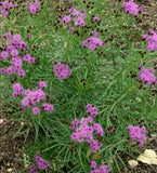 Narrow Leaf Ironweed Florida Native