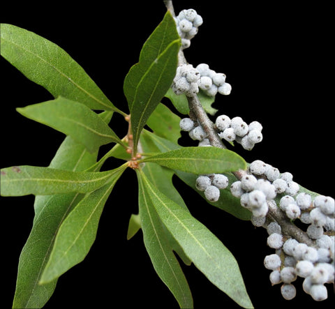 Wax Myrtle | Myrcia cerifera | Florida Native Tree