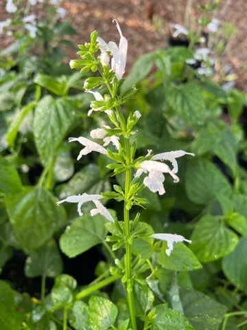 White Tropical Sage | Salvia coccinea | Florida Native Wildflower Perennial | Pollinator - Paradise Found Nursery