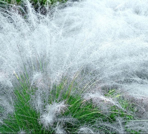 white cloud muhly grass florida native