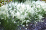 white cloud muhly grass florida native