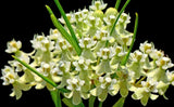 Whorl - leaf Milkweed | Asclepias verticillata | Florida Native Milkweed Pollinator Plant - Paradise Found Nursery