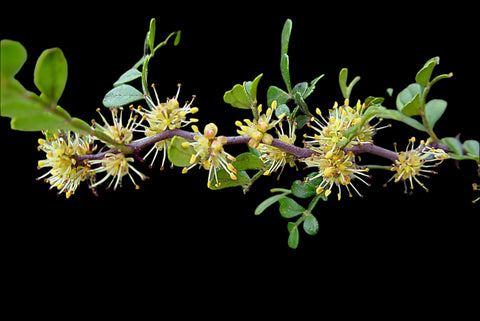 Wild Lime | Xanthoxalum fagara | Florida Native Shrub | Swallowtail Butterfly Host