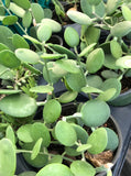 Xerosycios danguyi Silver Dollar plant 4" - Paradise Found Nursery